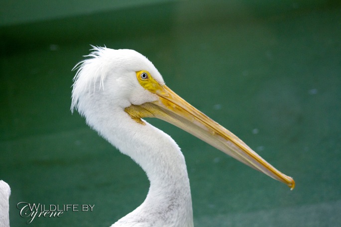 Pelican at Hoo Haven by Cyrene Krey