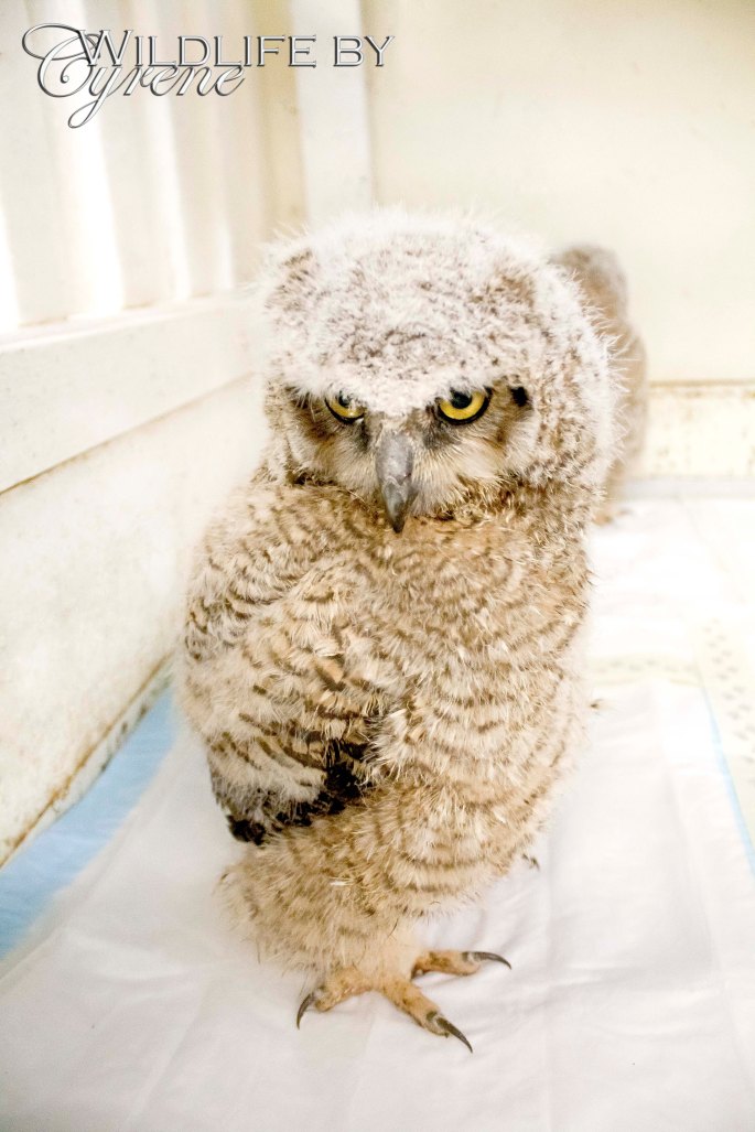 Baby Owl at Hoo Haven by Cyrene Krey