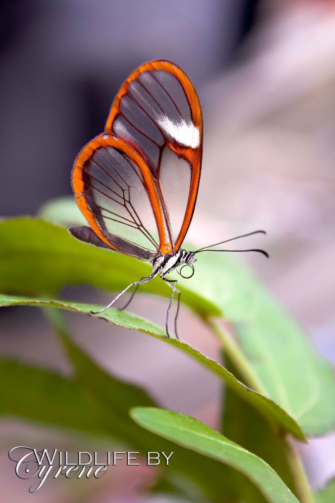 Glasswing Butterfly by Cyrene Krey