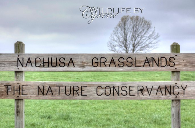 Nachusa Grasslands Sign by Cyrene Krey