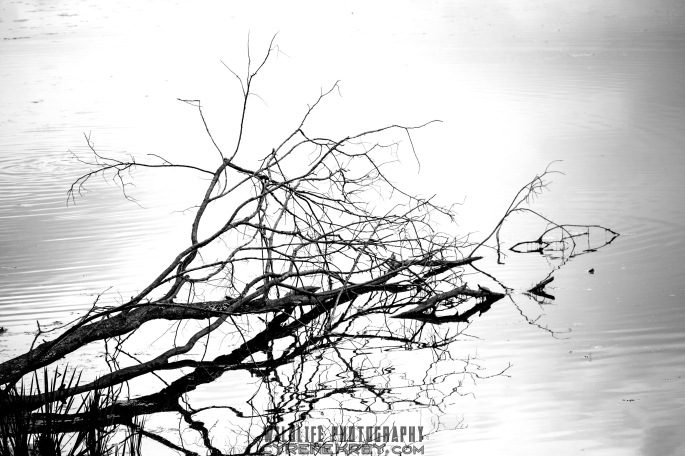 Wiry Branches in Calm Water by Cyrene Krey