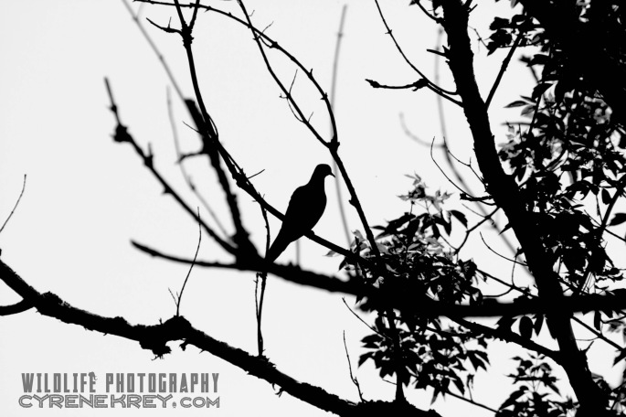 Mourning Dove Silhouette by Cyrene Krey