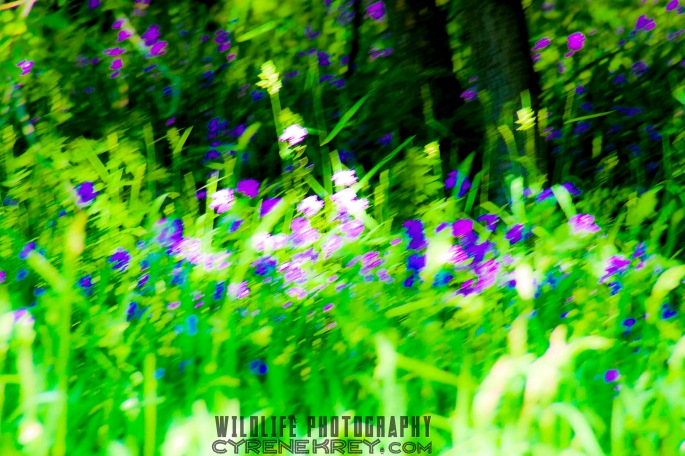 Purple Flowers Against Green