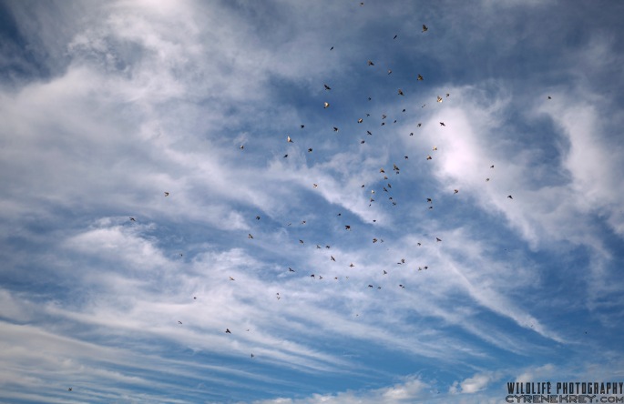 Birds Flocking in a Cloudy Sky by Cyrene Krey