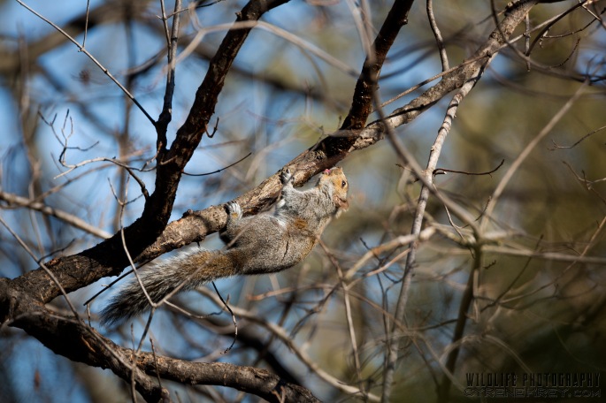 Squirrel licking sap by Cyrene Krey