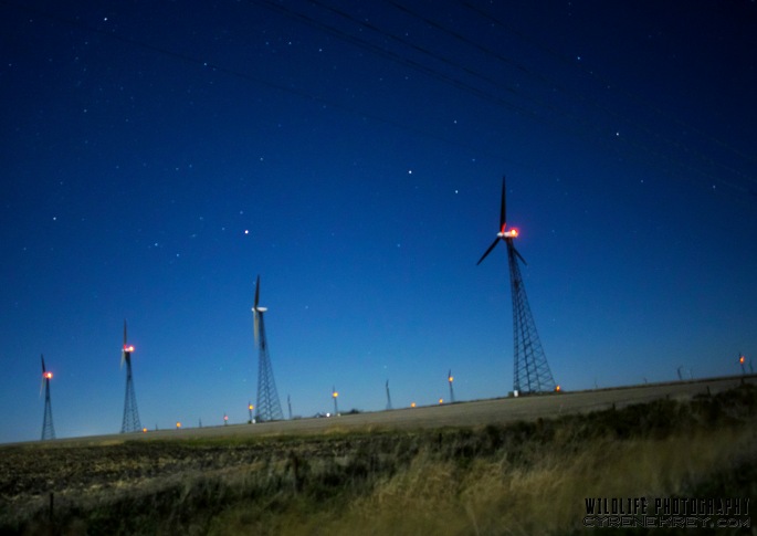 Wind Farm by Cyrene Krey