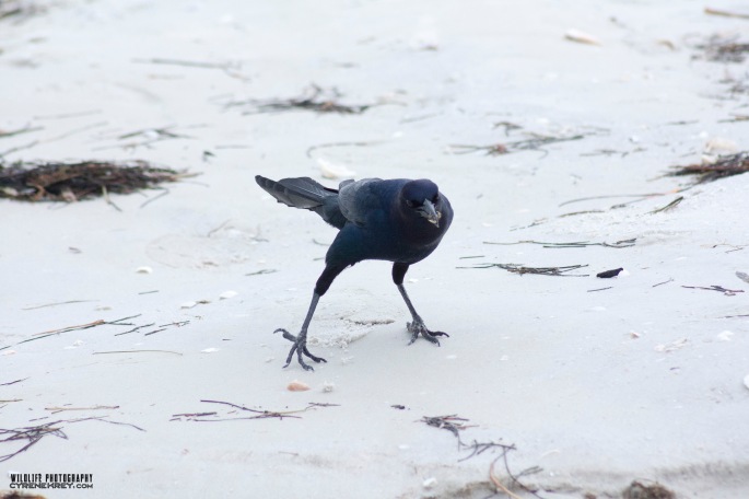Strutting Crow by Cyrene Krey