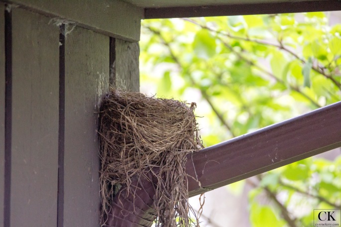 Robin's Nest by Cyrene Krey