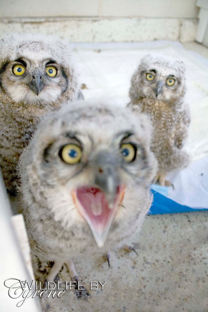 Three baby owls by Cyrene Krey