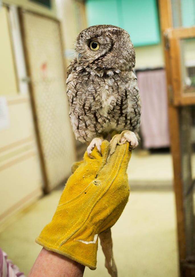 Gloved hand holding an adult screech owl