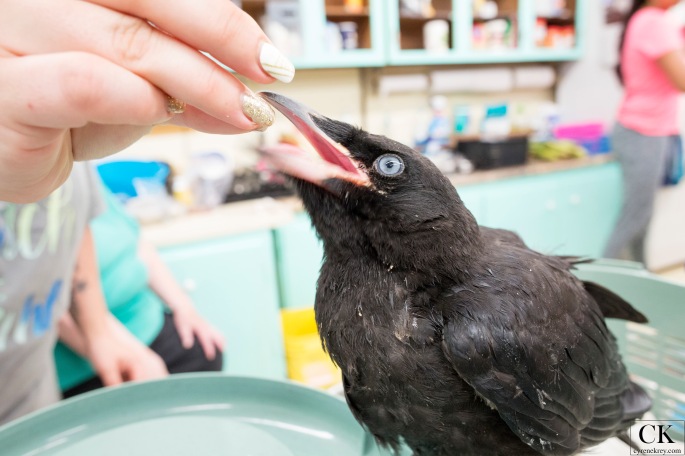 An orphaned baby crow in Durand, Illinois