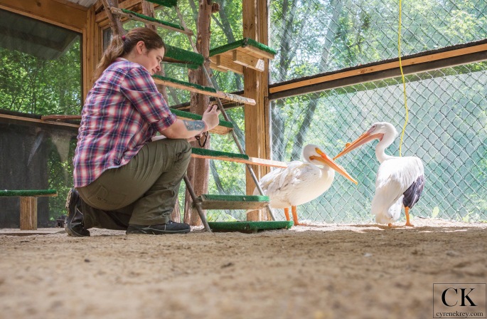 White pelicans being photographed at a rehab center